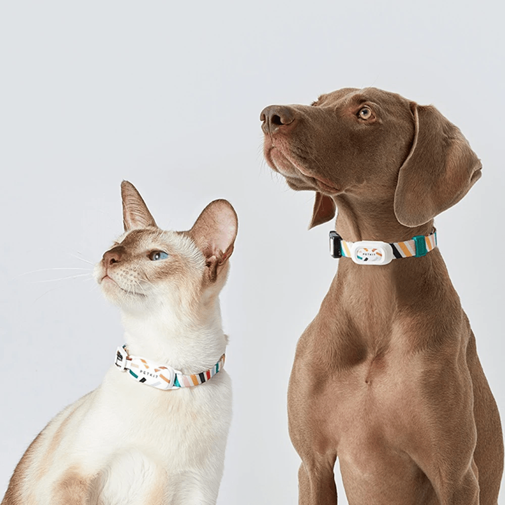 A Paw-fect Start