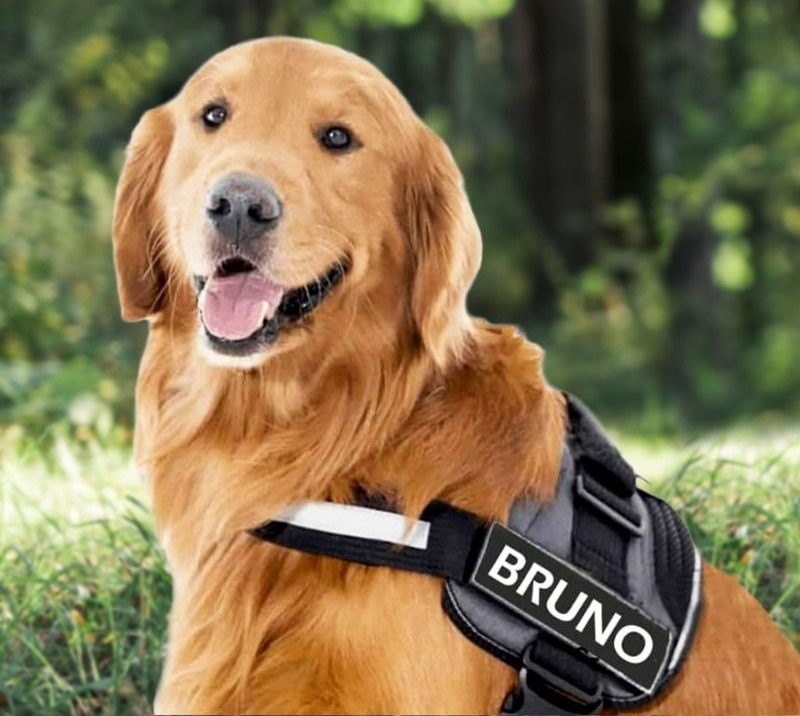 Personalized Dog Harness - Pawfect Story | Your Pet's Favorite Store