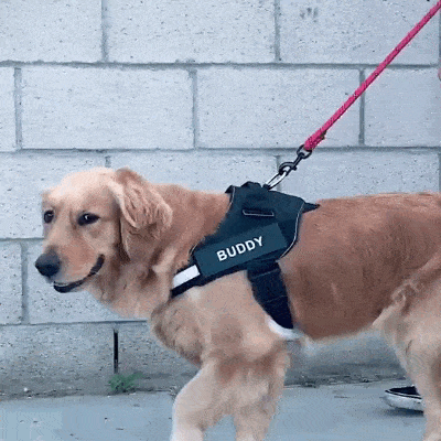 Personalized Dog Harness - Pawfect Story | Your Pet's Favorite Store