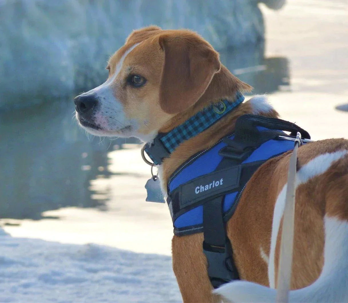 Personalized Dog Harness - Pawfect Story | Your Pet's Favorite Store